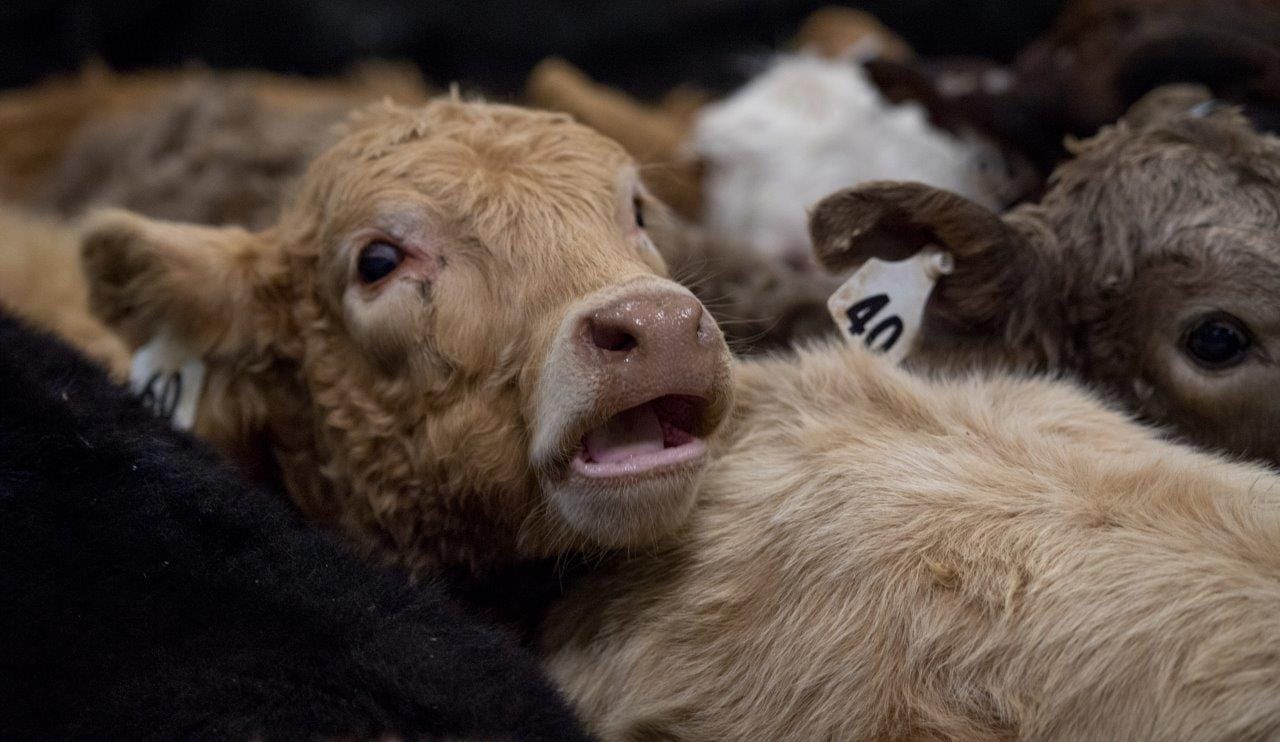 Wrangler NFR - Day 5