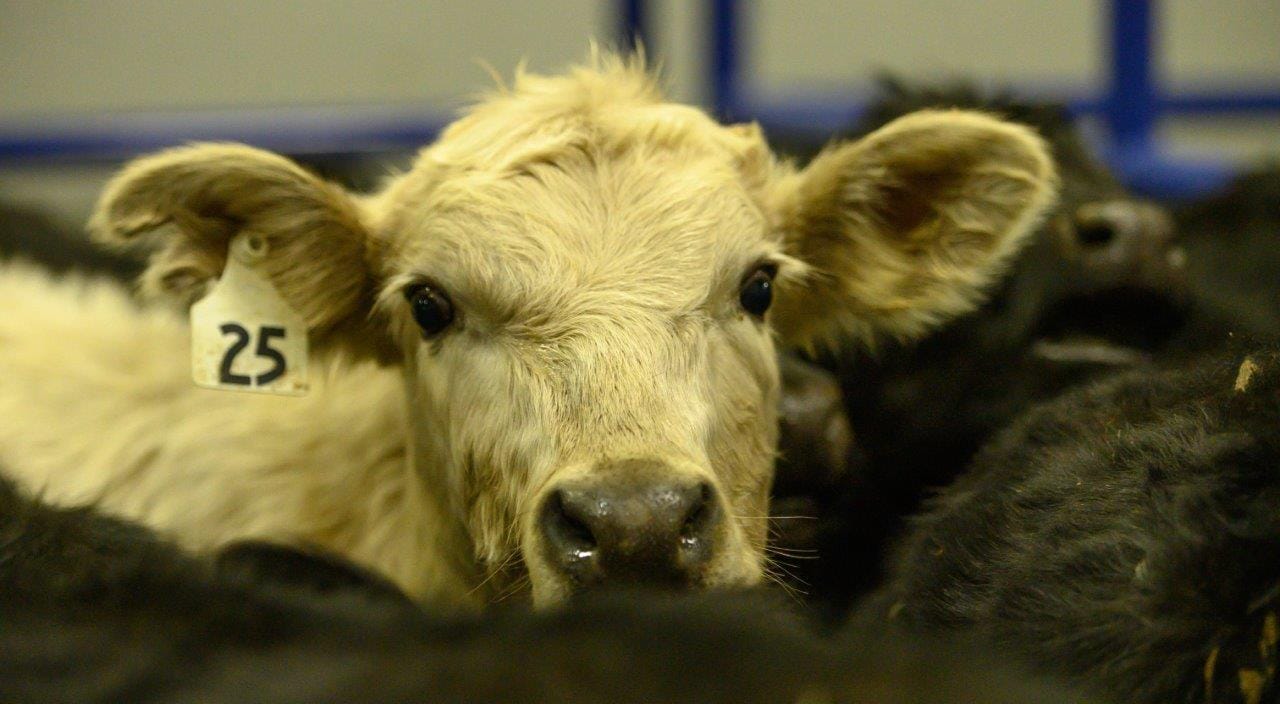 2019 Wrangler NFR Round 6 