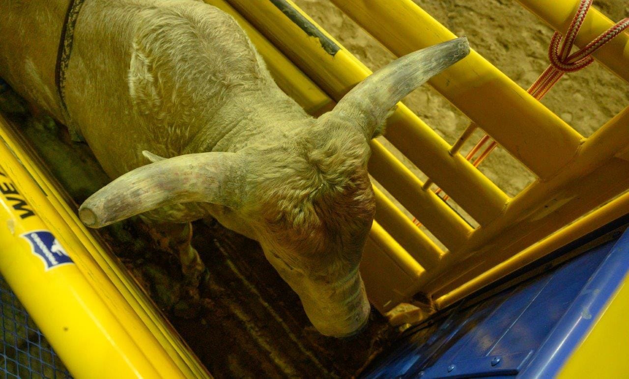 2019 Wrangler NFR Round 9 